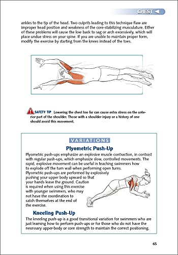 Anatomy Guide for Swimmers - Image 4
