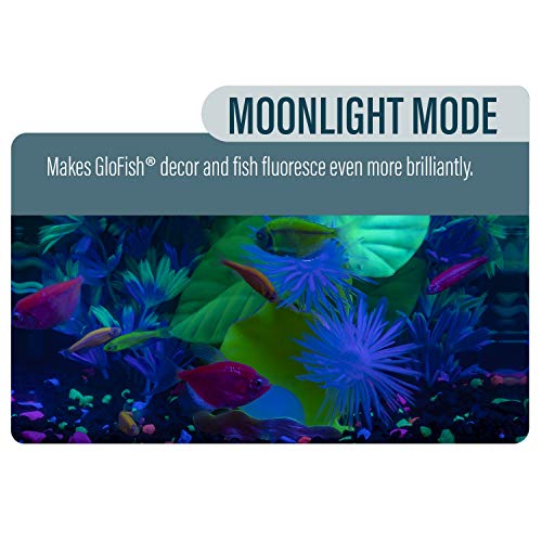 GloFish Betta Shadowbox Aquarium Kit - Image 5