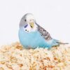 MANON ROSA Natural Poplar Softwood Shavings Pet Litters (0.33lb)