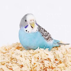 MANON ROSA Natural Poplar Softwood Shavings Pet Litters (0.33lb)