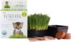 Handy Pantry Organic Cat Grass Kit – Healthy Treat