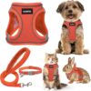 GAMUDA Small Pet Harness Collar Leash Set, S