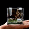 AWXZOM Spider Terrarium, Acrylic Reptile Breeding Box