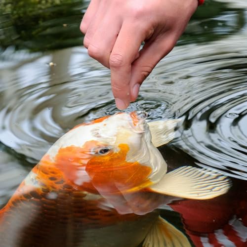 Tetra Variety Blend Fish Food, Enhance Color - Image 4