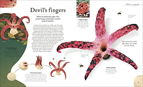Weird And Wonderful Nature: Tales Of More Than 100 Unique Animals, Plants, And Phenomena (DK Treasures) - Image 3