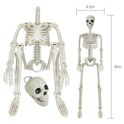 GCNBCNB Posable Human Skeleton, 36 Inch, White - Image 2