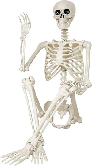 GCNBCNB Posable Human Skeleton, 36 Inch, White
