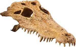 Exo Terra Croc Skull Terrarium Decor LQ