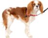 PetSafe Easy Walk Deluxe No Pull Harness, Small, Rose