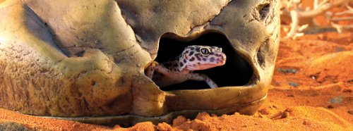 Exo Terra Gecko Cave Hideout For Stress Relief - Image 2