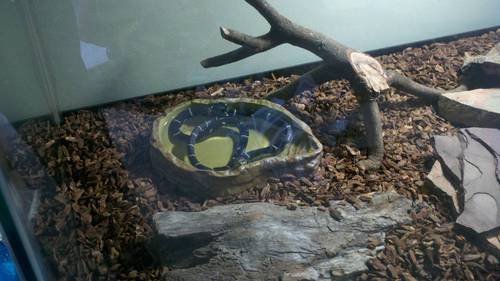 Exo Terra Large Water Bowl For Reptiles, PT2803 - Image 2