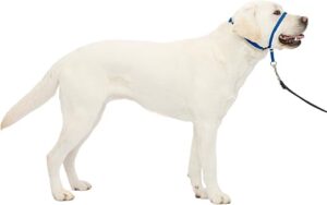 PetSafe Gentle Leader No-Pull Dog Headcollar