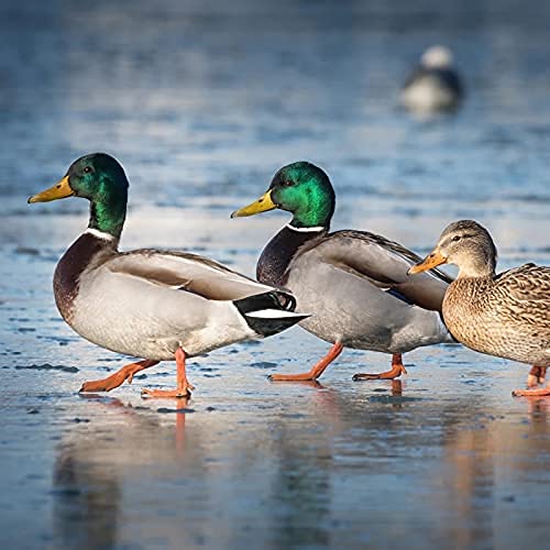 Haydel's Game Calls Inc. Duck Call Pack, Includes DR-85 And GW-01 - Image 4