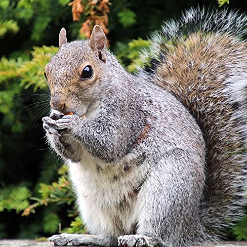Haydel's Game Calls Inc. SW-92 Mr. Squirrel Whistle Call - Image 4