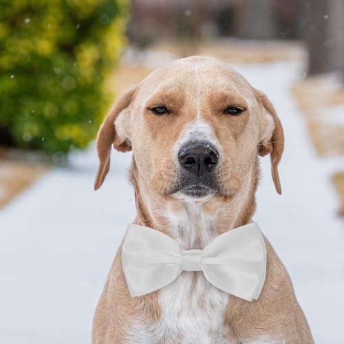 Koolmox Large Adjustable Formal Dog Bowtie Collar - Image 5