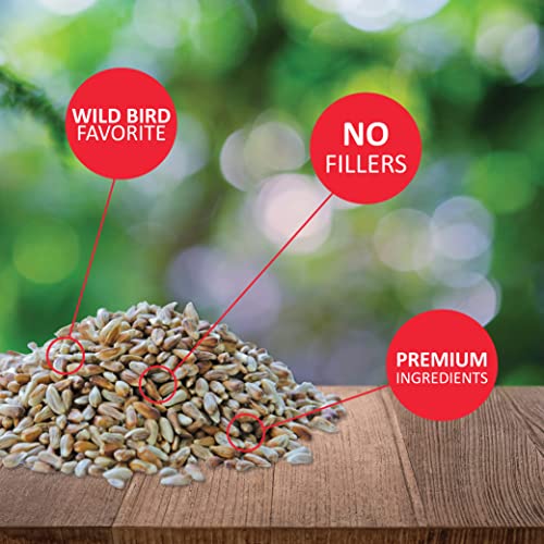 Lyric Golden Safflower Seed - Attracts Birds - Image 4