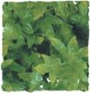 Zoo Med Naturalistic Australian Maple Bush Plant, Large