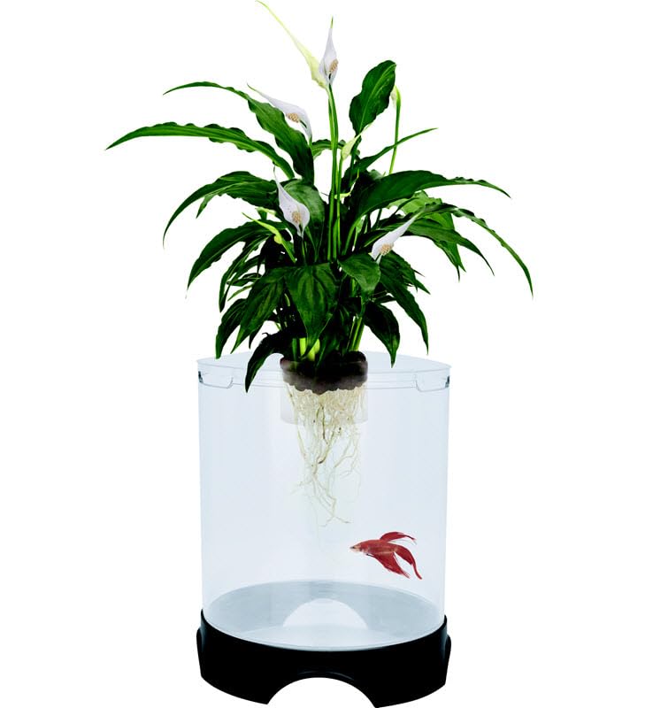 Penn-Plax Aquaponic Planter Aquarium For Betta Fish - Image 4