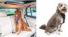 PetSafe PetSafe Dog Zipline & Kurgo Harness Bundle