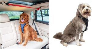PetSafe PetSafe Dog Zipline & Kurgo Harness Bundle