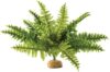 Exo Terra Reptiles Amphibians Boston Fern Terrarium Plant