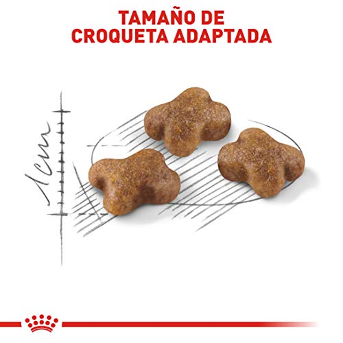 Royal Canin Kitten Health Nutrition Dry Food - Image 4