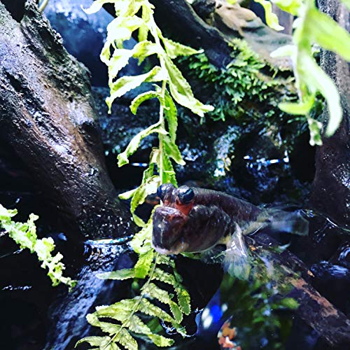 Seachem Prime Fresh And Saltwater Conditioner 1L - Image 4