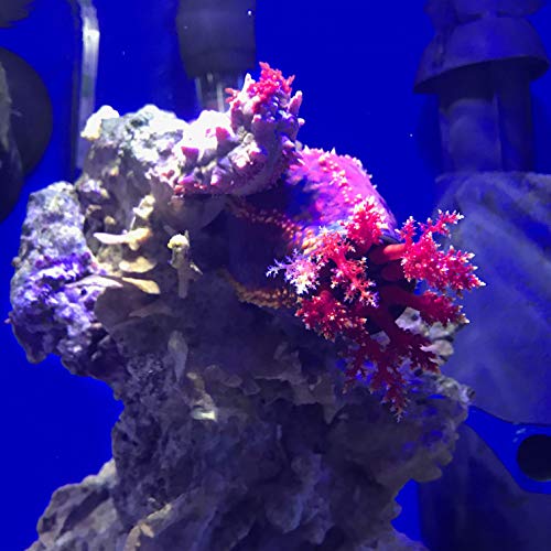 Seachem Prime Fresh And Saltwater Conditioner 1L - Image 5