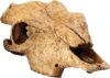Exo Terra Terrarium Decor Buffalo Skull