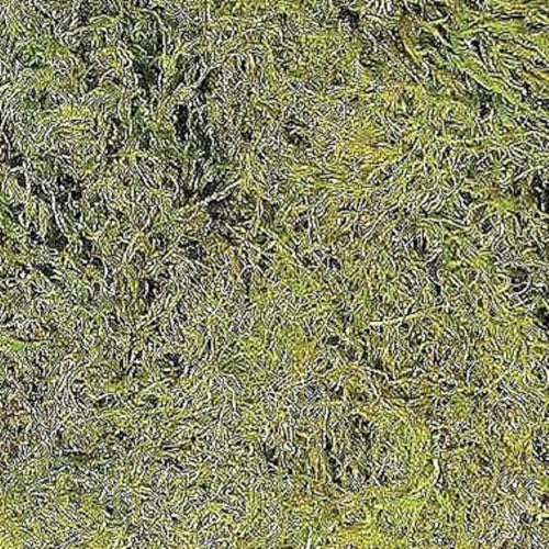 Zoo Med Terrarium Moss, 5.62 Liters - Image 2