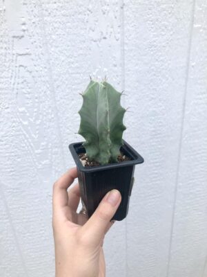 Gray Ghost Organ Pipe Cacti – 2.5