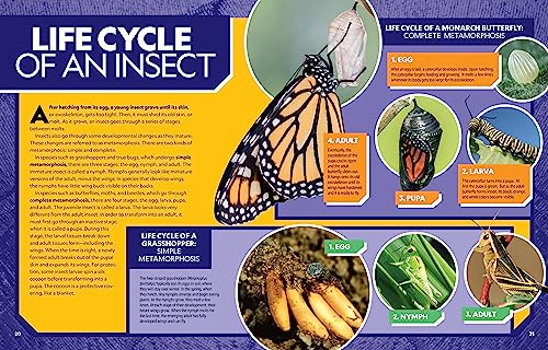 Ultimate Bugopedia, 2nd Edition: The Most Complete Bug Reference Ever by National Geographic Kids - Image 2